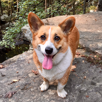 Phoebe - Corgi Owner: Holcomb in Fayetteville, Arkansas Phoebe - Corgi Owner: Holcomb in Fayetteville, Arkansas